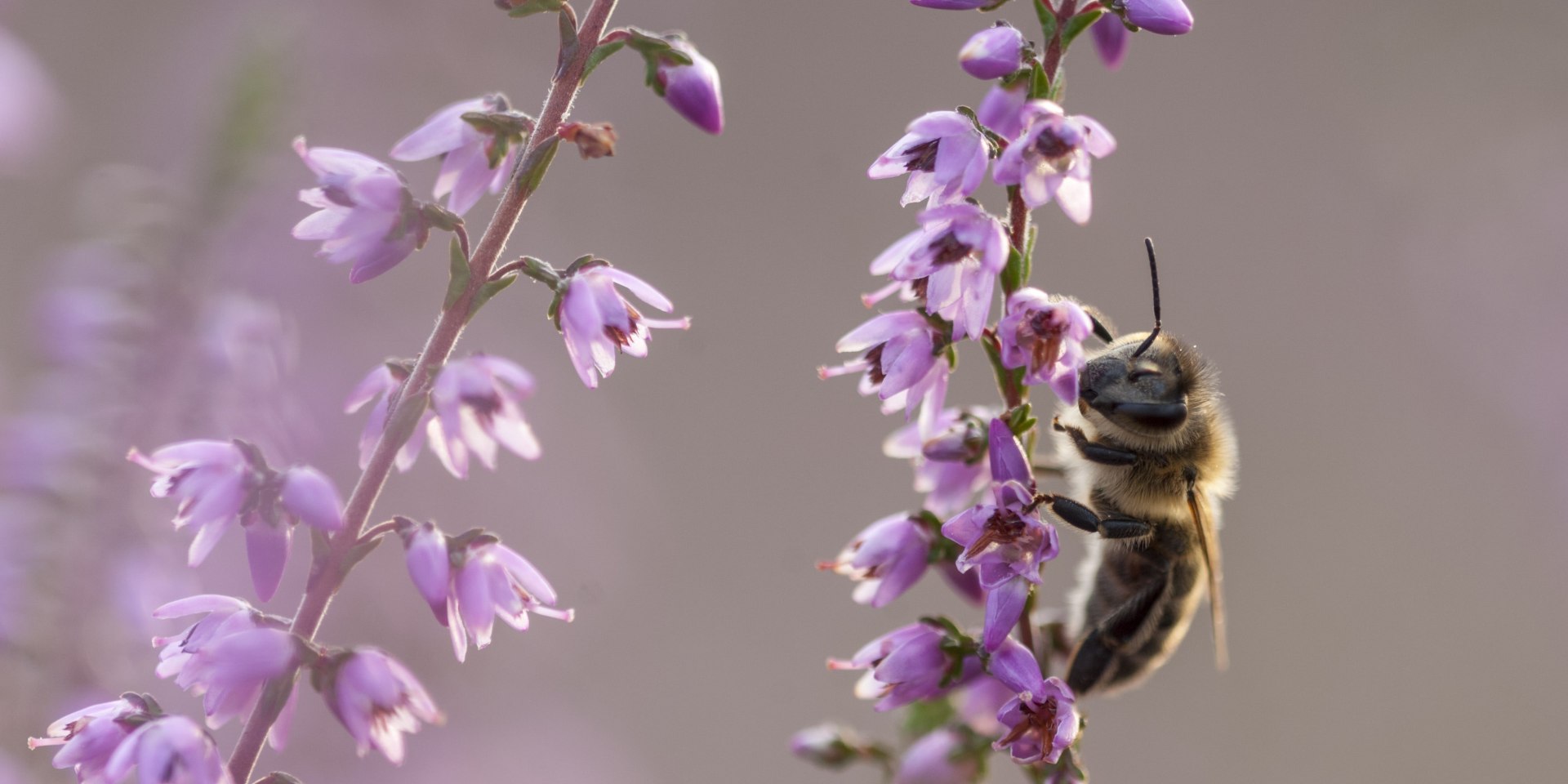  Honingbij op heidebloesem, © TourismusMarketing Niedersachsen GmbH / Dieter Damschen