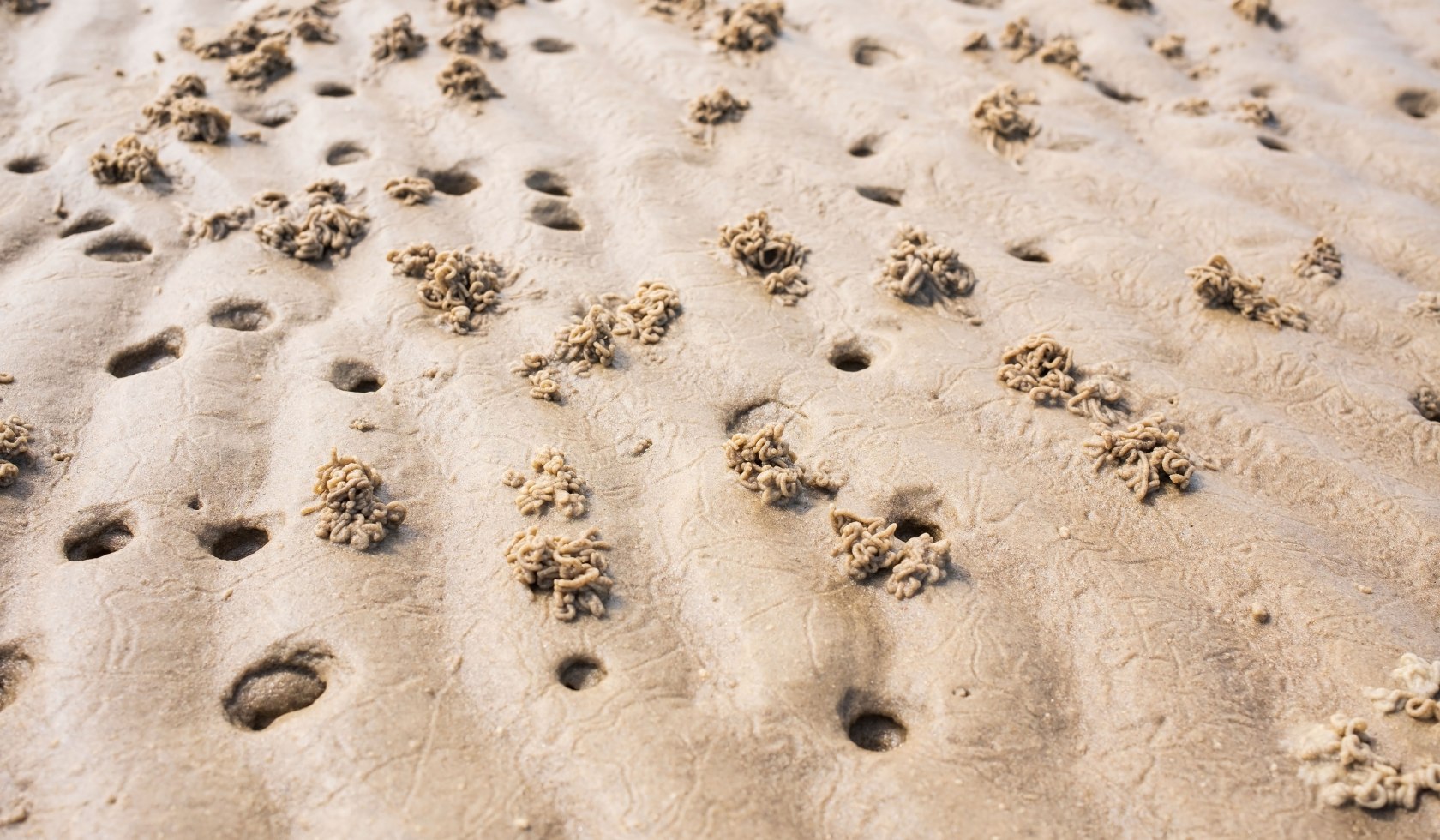 Lugwormen zandhoop, © AdobeStock_505433130