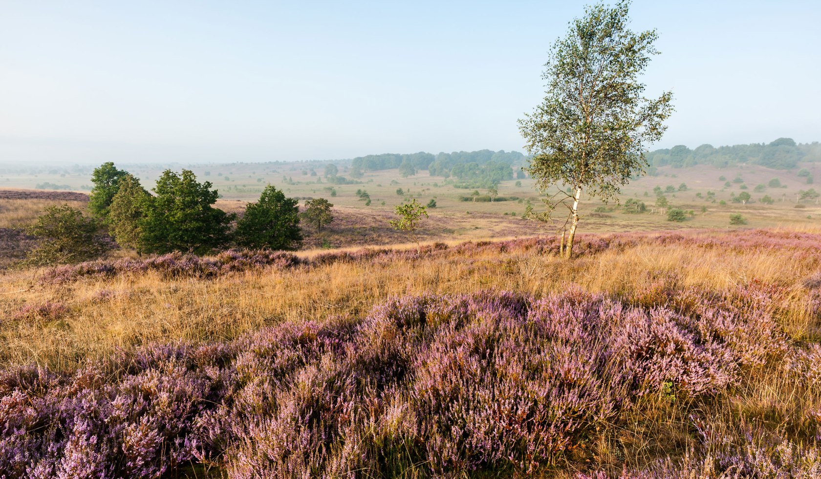 Heidelandschap bij zonsopgang op de Surhorn, © Lüneburger Heide GmbH / Markus Tiemann