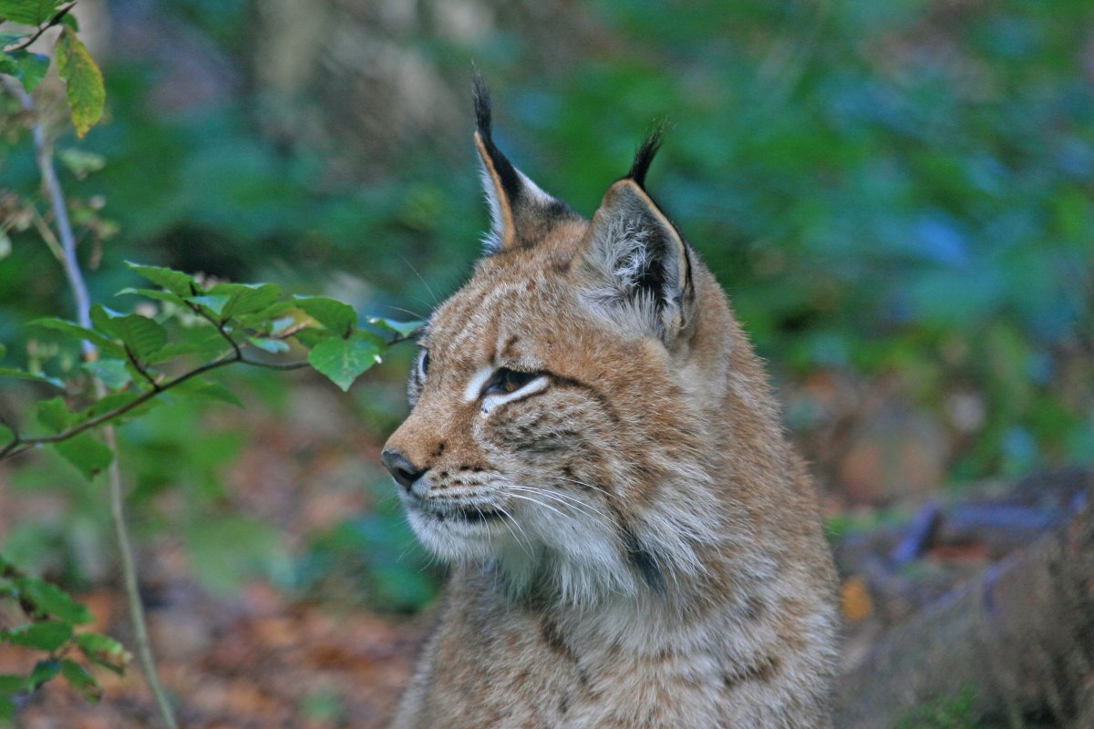 De lynx is terug in de Harz NL, © Nationalpark Harz / Siegfried Richter