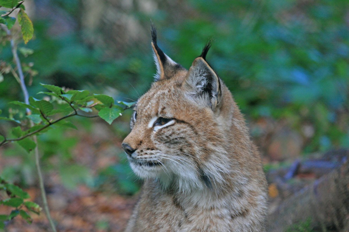 De lynx is terug in de Harz NL, © Nationalpark Harz / Siegfried Richter De lynx is terug in de Harz NL, © Nationalpark Harz / Siegfried Richter