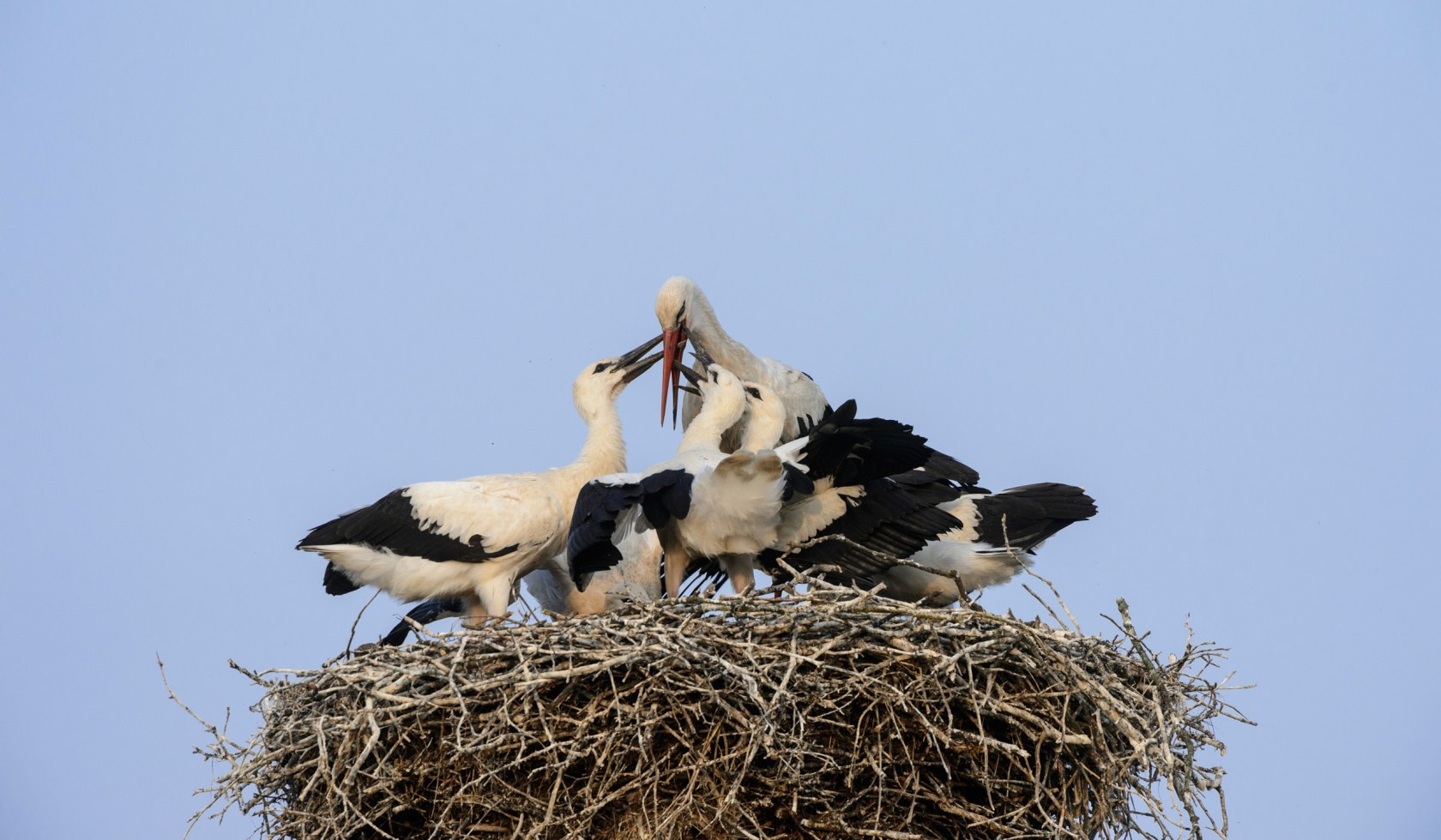 Witte ooievaars in het nest, © TourismusMarketing Niedersachsen GmbH / Dieter Damschen