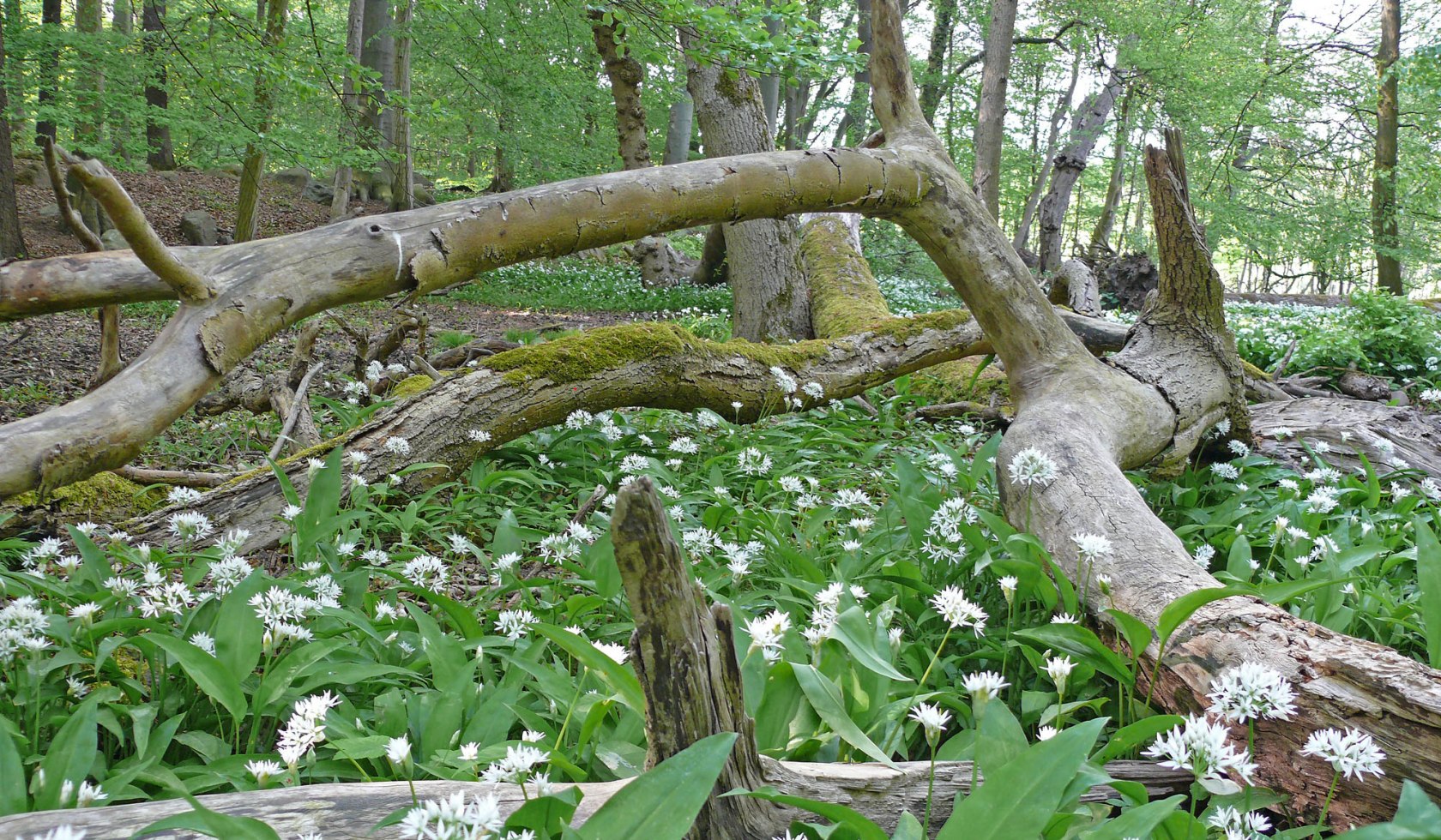 daslook, © Nationalpark Harz/ Meike Hullen