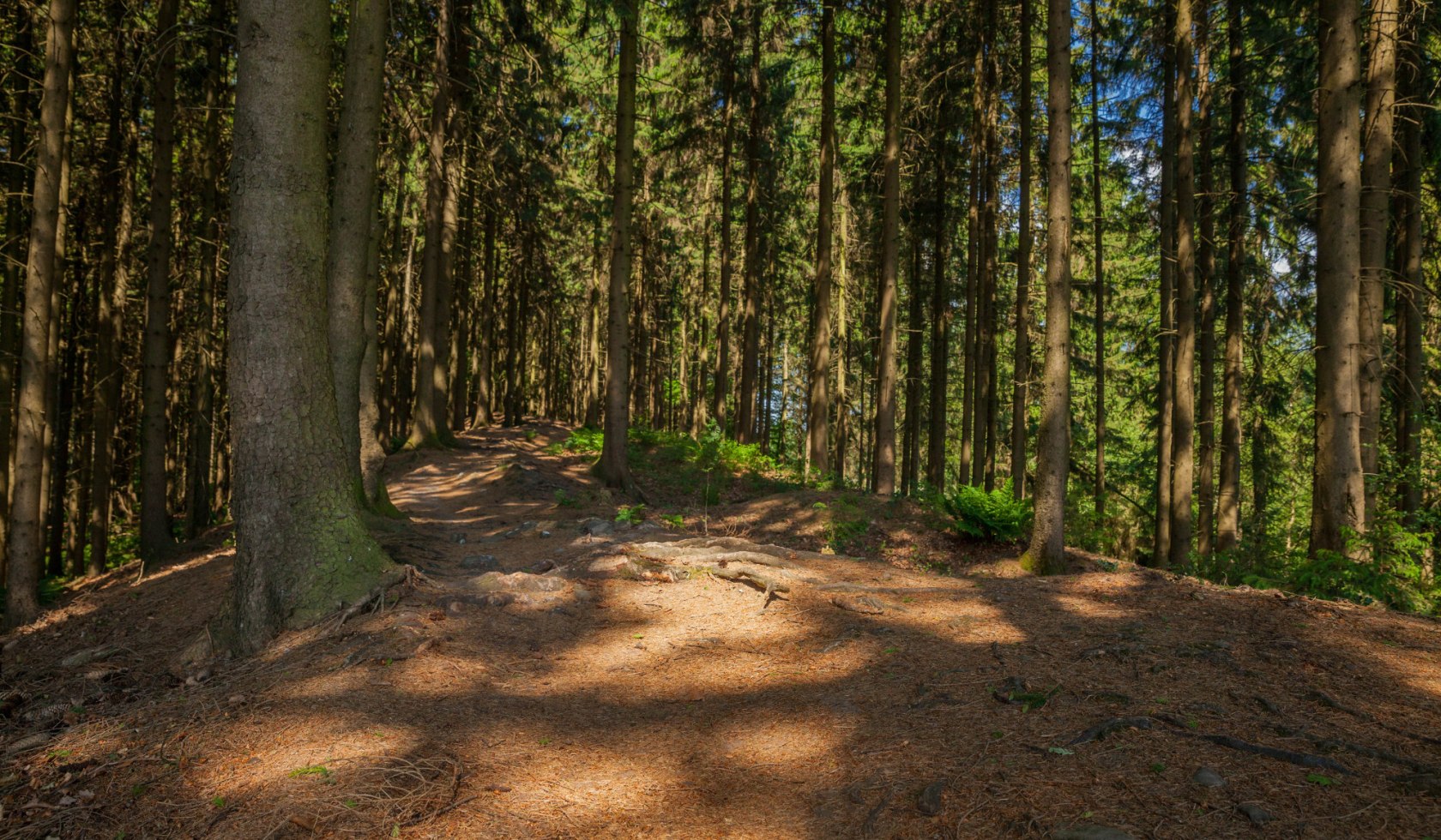 Ahornweg, © TMN / Markus Balkow