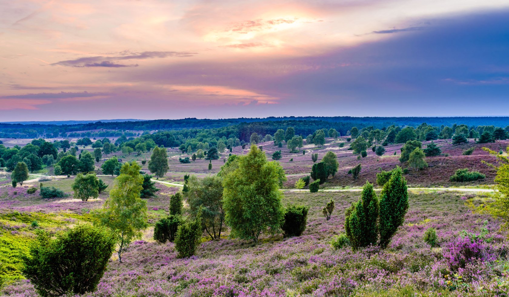 Llook over a bloeiende heideflaeche, © Martiem Fotografie Lüneburg, Heidekreis Lüneburger Heide/ Markus Tiemann