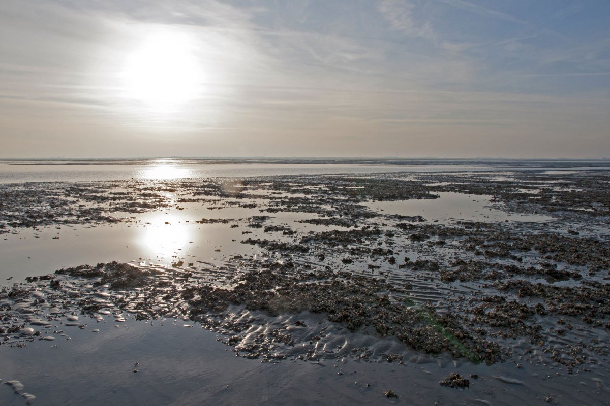 Waddenzee aan de Noordzeekust, © Nationalparkverwaltung Niedersächsisches Wattenmeer / Norbert Hecker