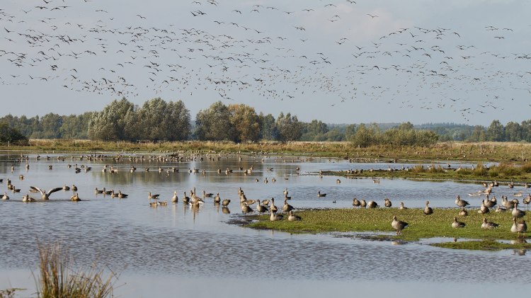 Vogel migratie, © Naturpark Steinhuder Meer, Region Hannover/ Bernd Wolter