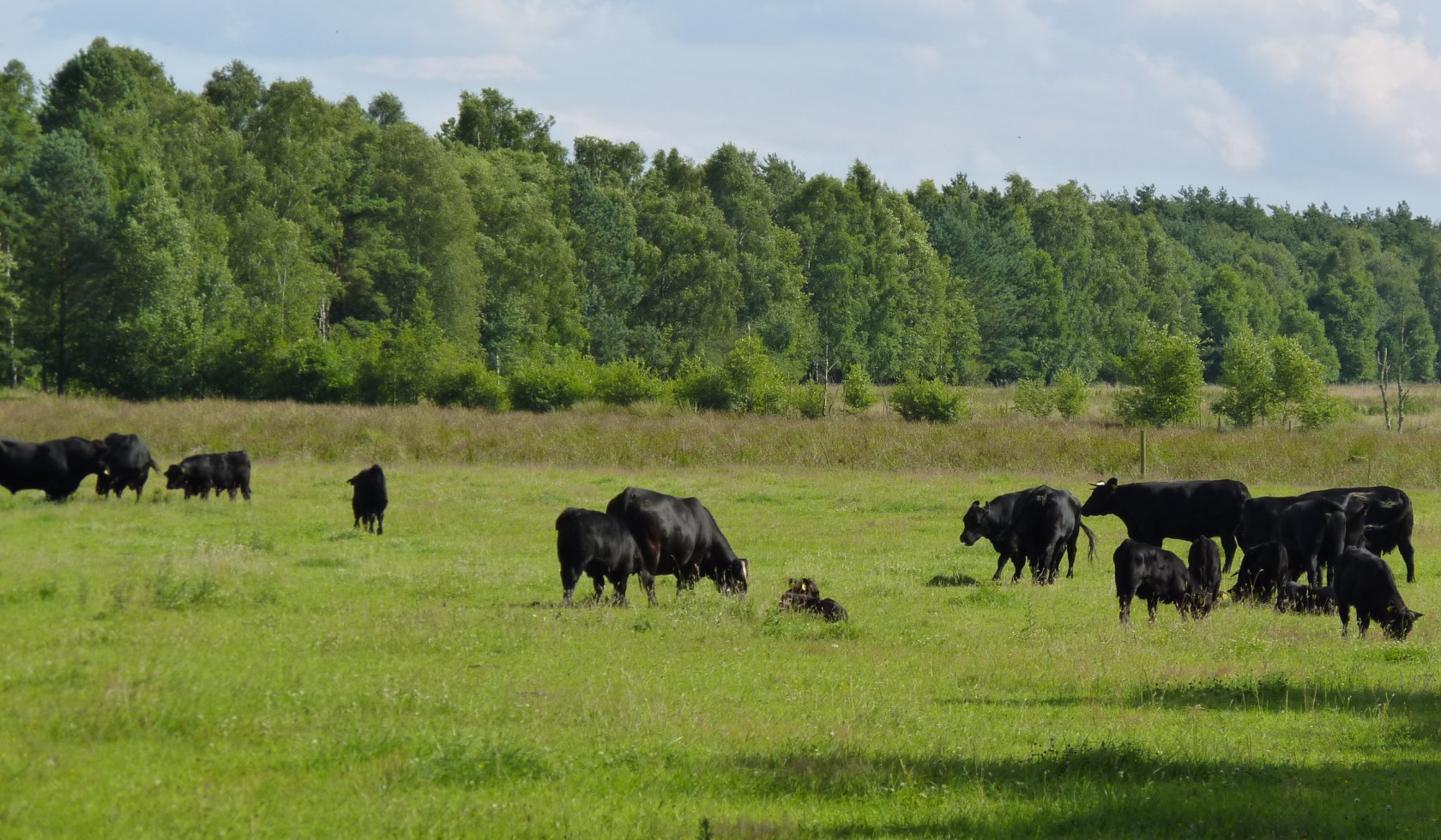 Koeien in de weide bij Dör't Moor, © Touristikverband Landkreis Rotenburg (Wümme)