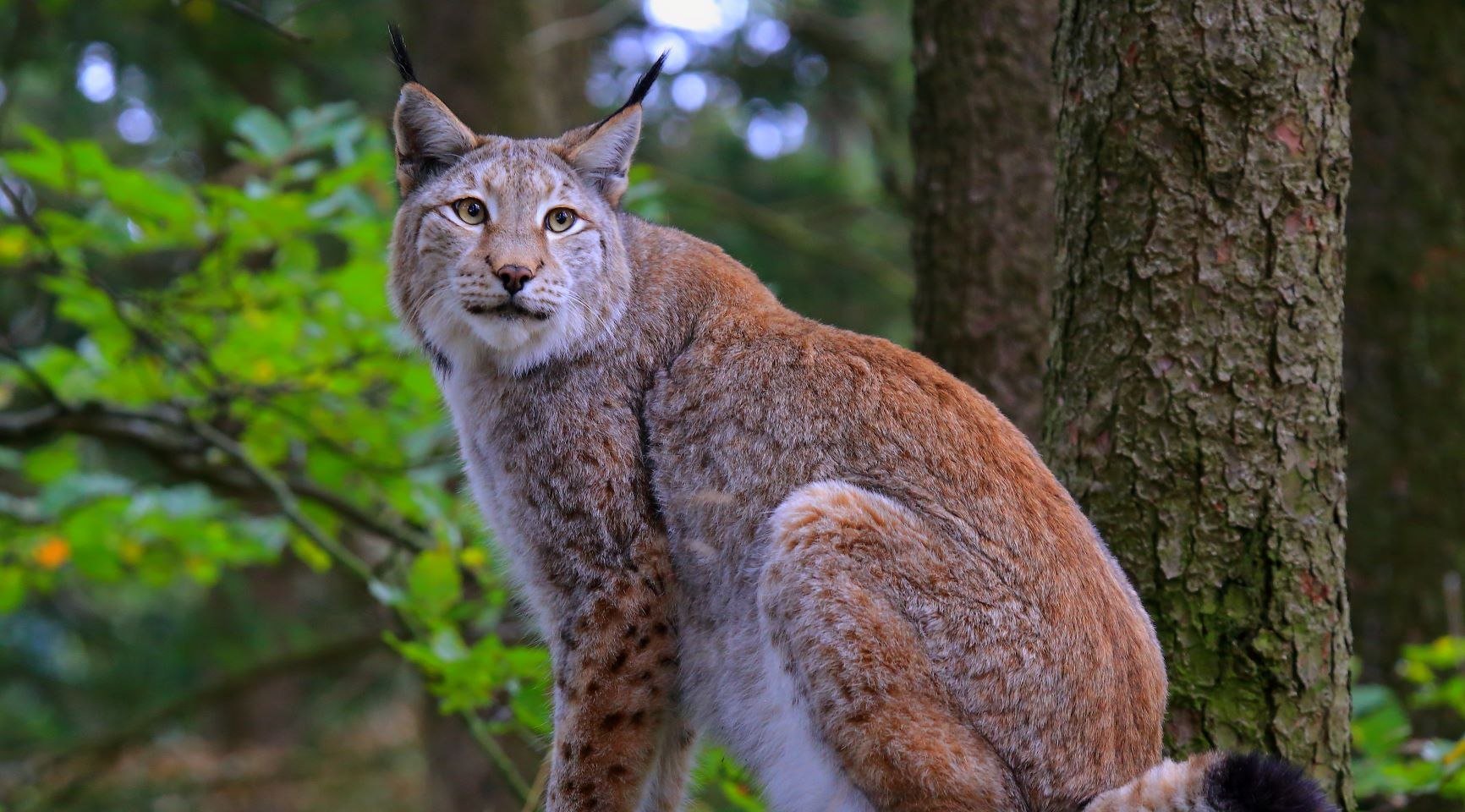 Lynx in het Harz Nationalpark in het uitzichtveld in Bad Harzburg, © Ole Anders / Nationalpark Harz