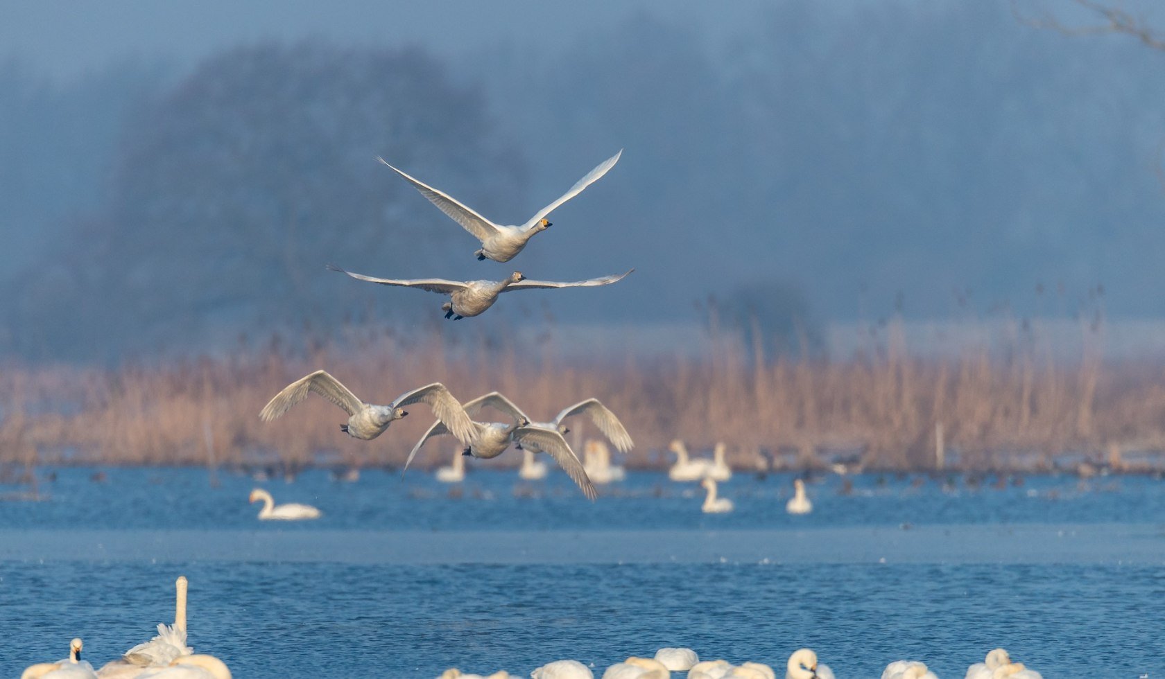 Wintergasten aan de Elbe, © TourismusMarketing Niedersachsen GmbH / Jürgen Borris