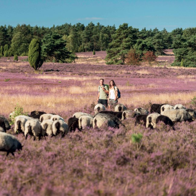 wandelen op de Lüneburger Heide, © Lüneburger Heide GmbH/ Dominik Ketz