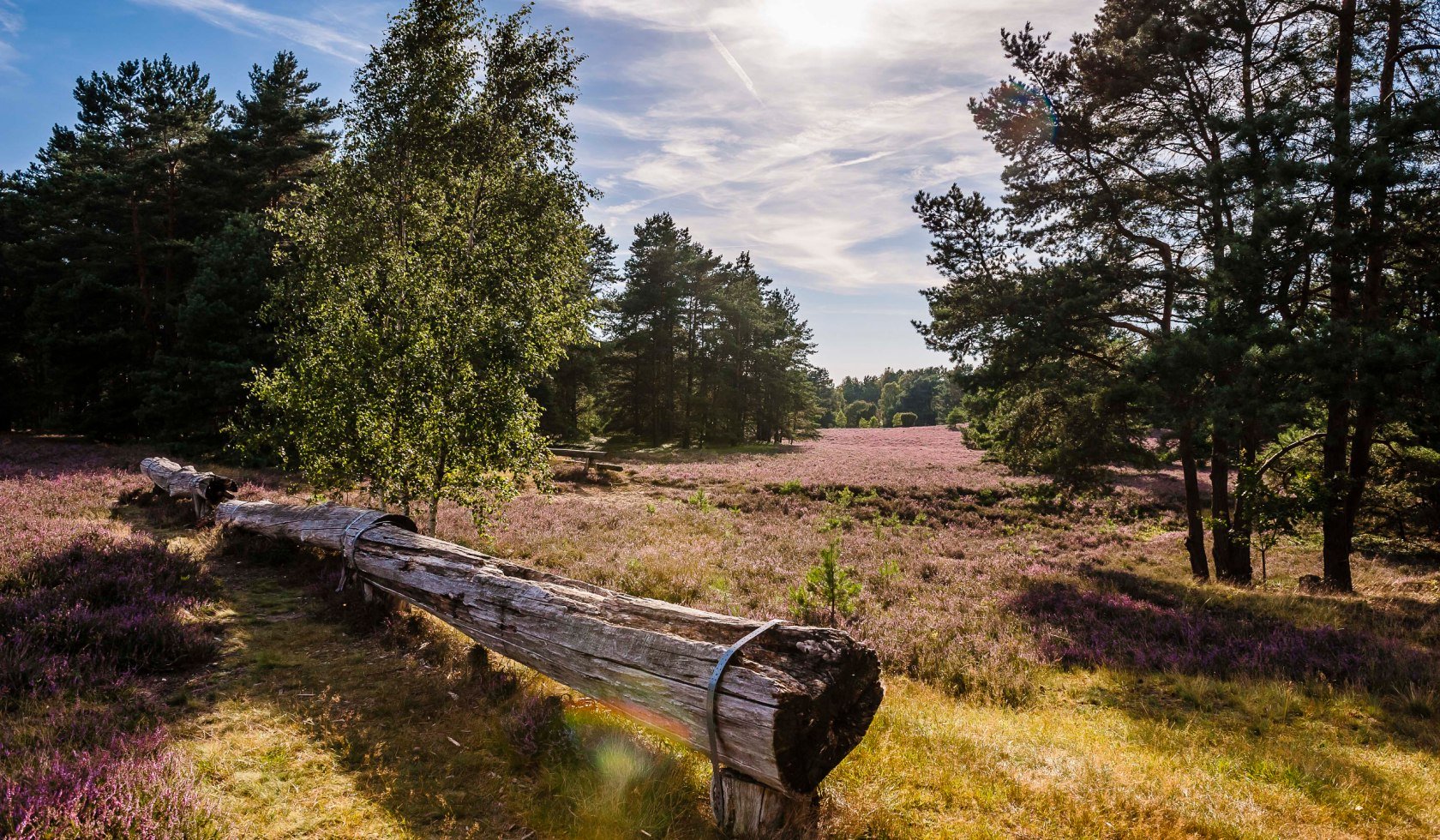Misselhorner Heide, © Lüneburger Heide GmbH / Markus Tiemann