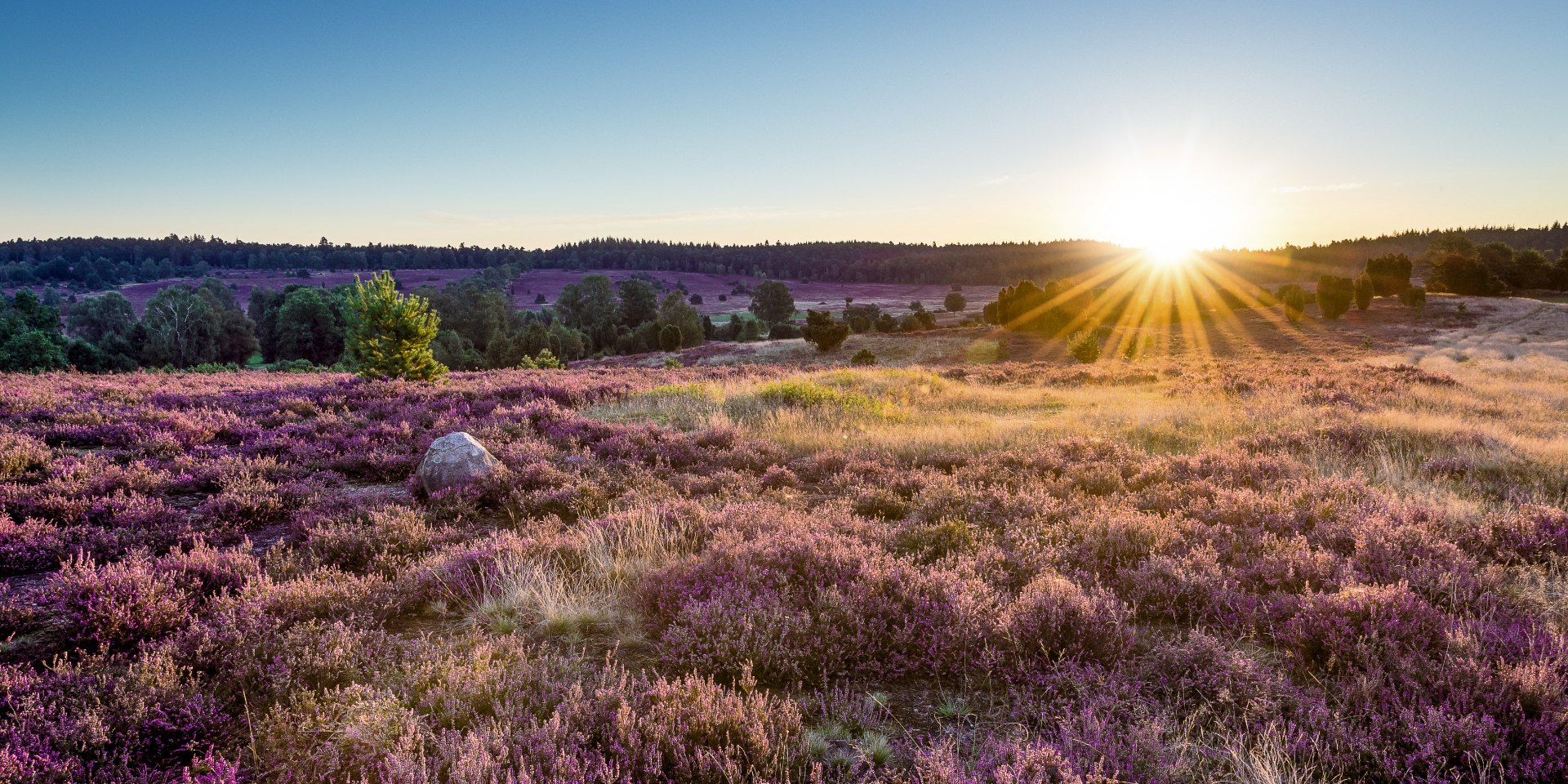 Heide, © TourismusMarketing Niedersachsen Gmbh / Markus Tiemann