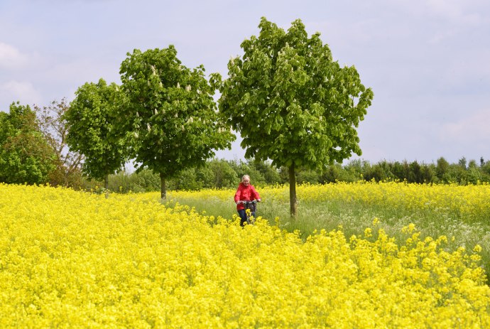 fietsen in Rapsfeld, © Tourismusverband Osnabrücker Land e.V./ Dieter Schinner