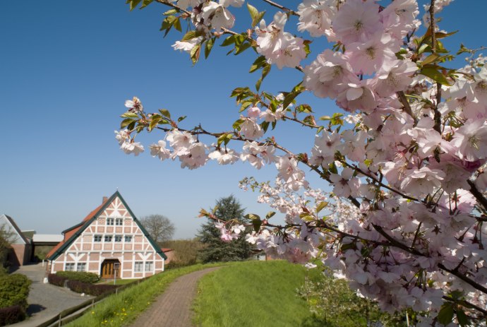 Kersenbloesem met kader, © Tourismusverein Altes Land e.V.