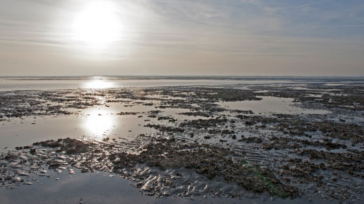 Waddenzee aan de Noordzeekust, © Nationalparkverwaltung Niedersächsisches Wattenmeer / Norbert Hecker