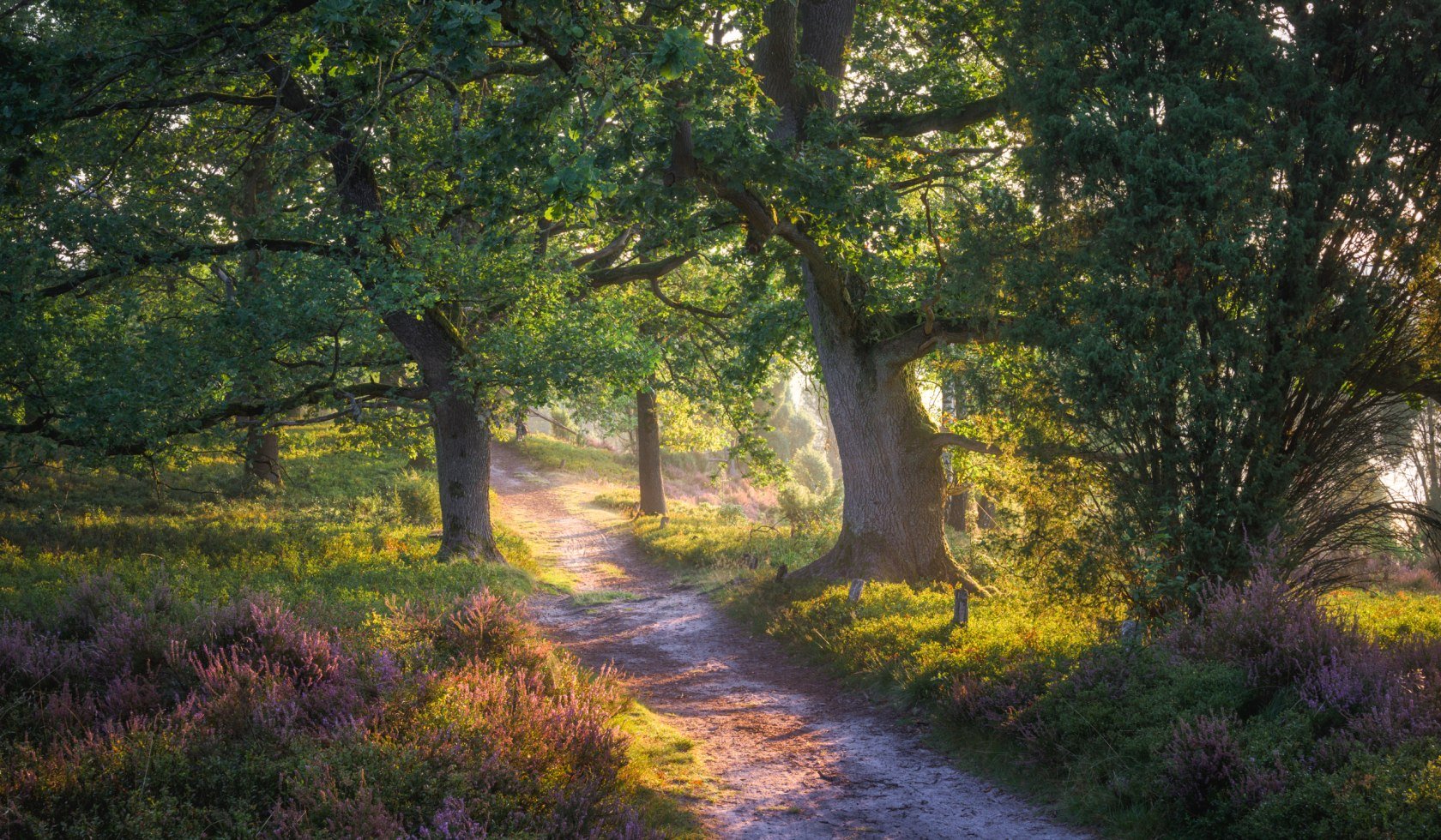 Landschap Totengrund op de Lüneburger Heide , © TMN/Alexander Kaßner