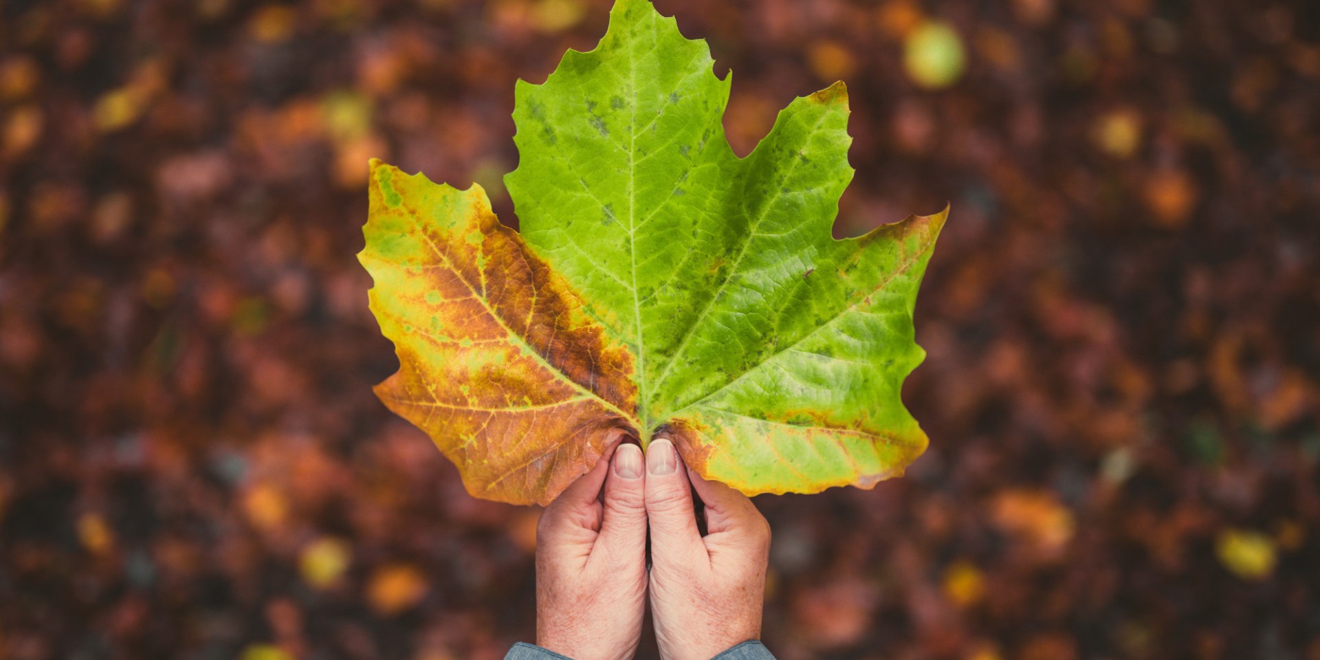 Herfstblad in een hand, © TMN/Alex Kaßner