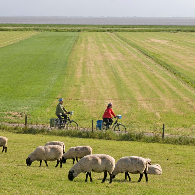 Noordzeekustfietspad bij Varel am Jadebusen, © TMN/Thorsten Brönner