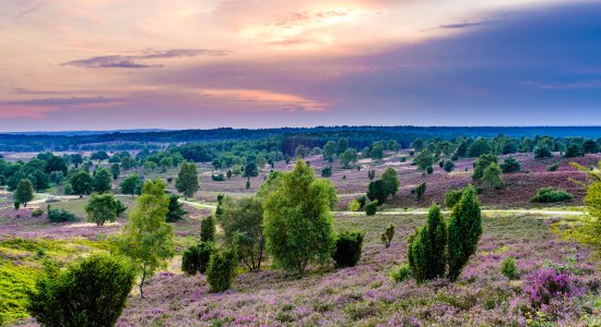 Llook over a bloeiende heideflaeche, © Martiem Fotografie Lüneburg, Heidekreis Lüneburger Heide/ Markus Tiemann