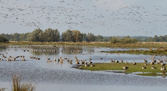 Vogel migratie, © Naturpark Steinhuder Meer, Region Hannover/ Bernd Wolter
