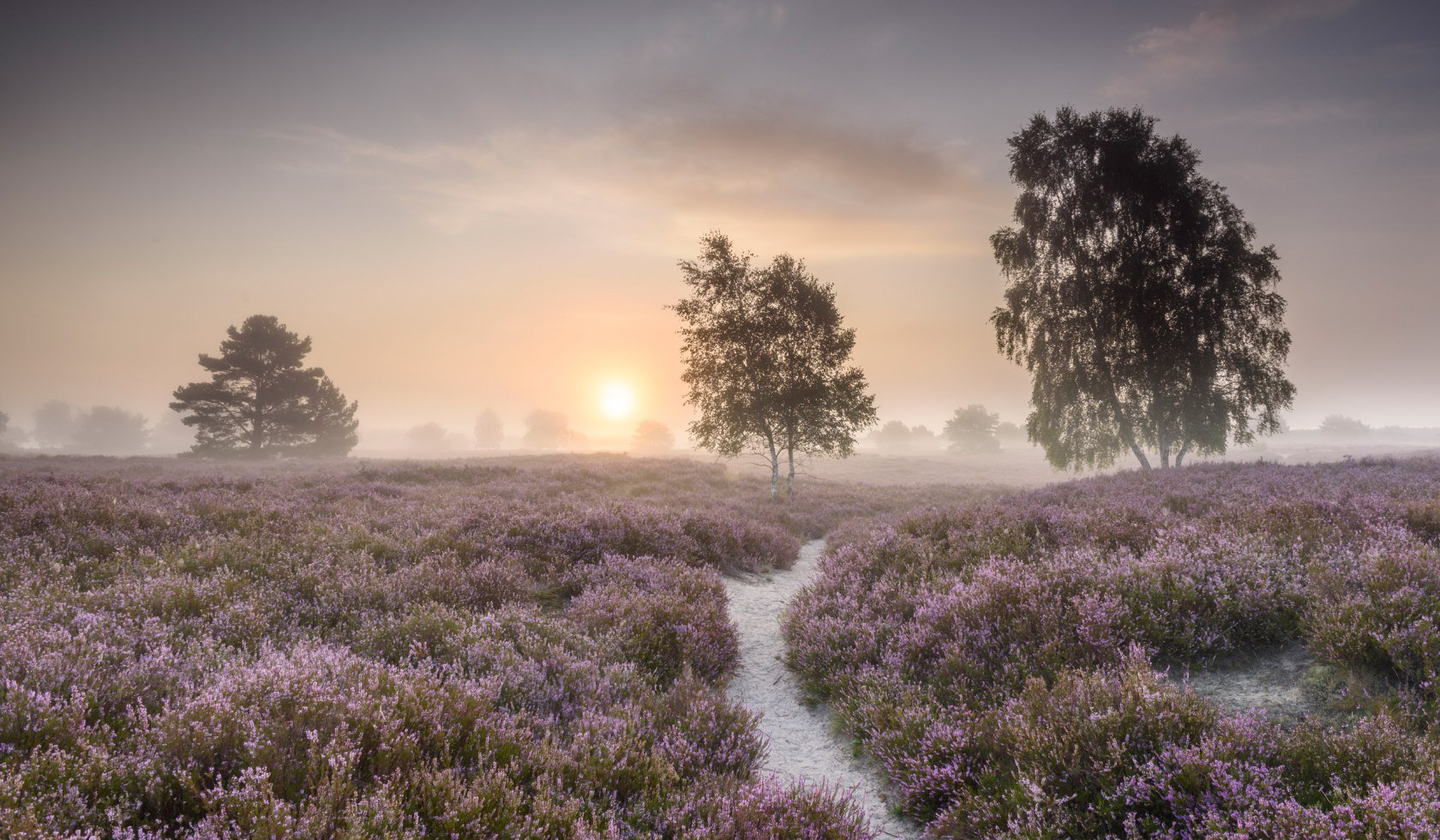 Bloeiende Nemitzer Heide in de ochtendzon, © TourismusMarketing Niedersachsen GmbH / Dieter Damschen