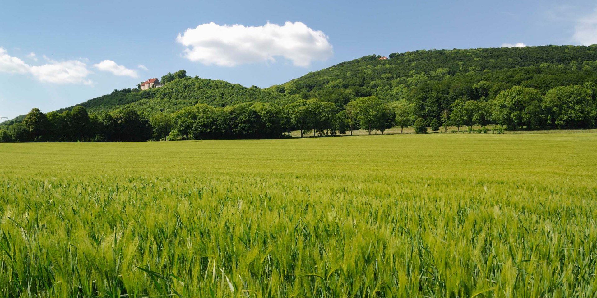 Gerstveld met kasteel Schaumburg, © Touristikzentrum Westliches Weserbergland / Kurt Gilde