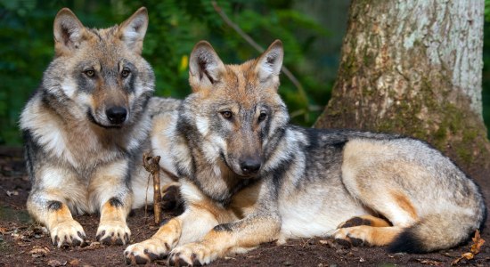 two wolves in Wolfcenter Dörverden, © www.wolfcenter.de