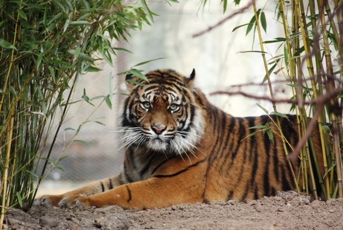 Bedreigde Sumatraanse tijgers leven in dierentuin Osnabrück, © Zoo Osnabrück