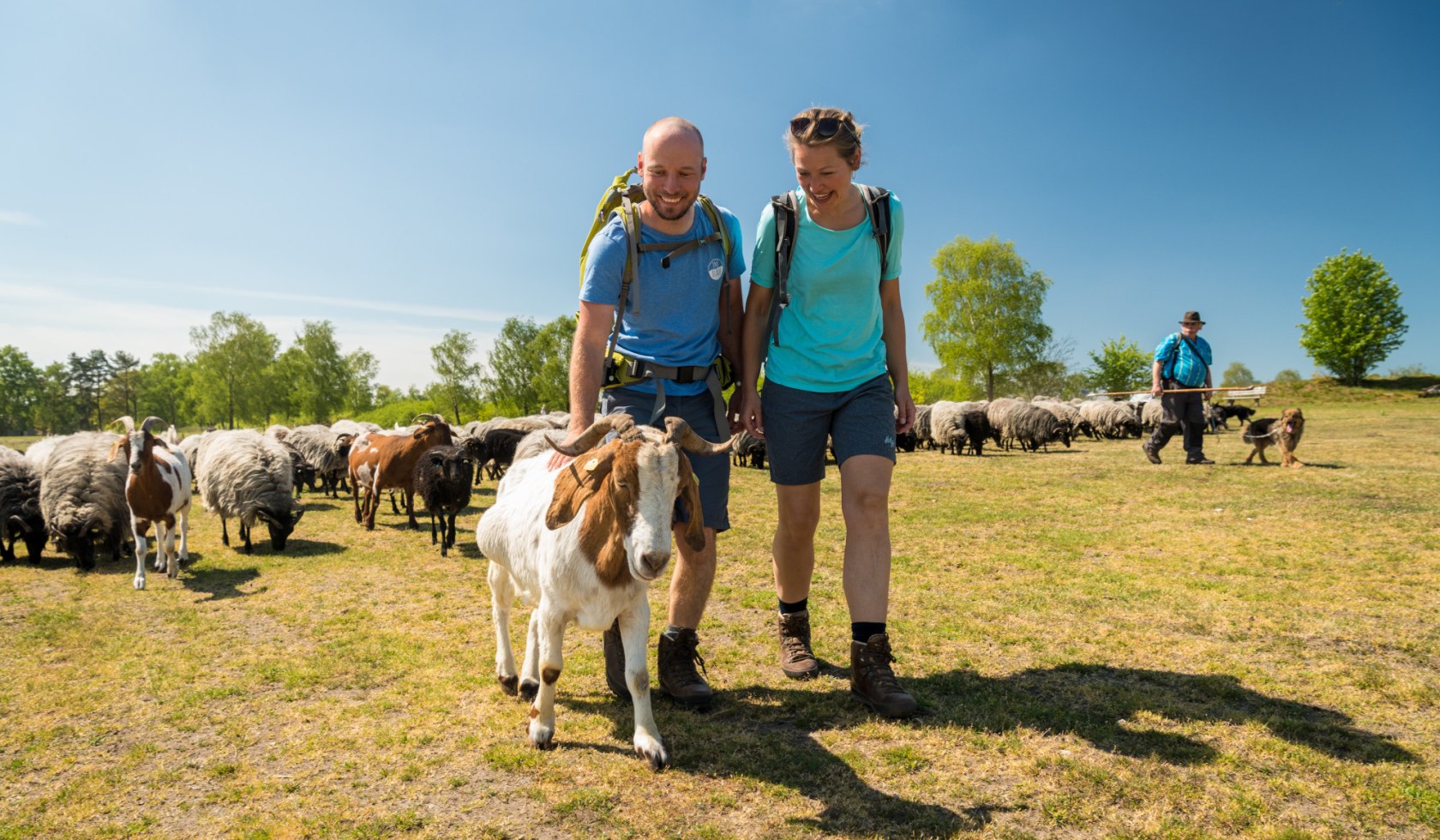 Wandelpaar met geiten en Heidschnucken op de Lüneburger Heide , © Lüneburger Heide GmbH