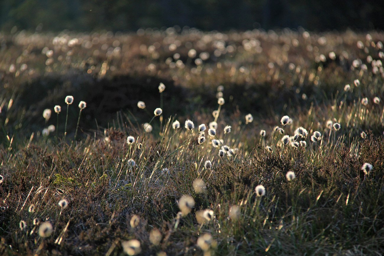 Torfhaus, © Nationalpark Harz / Ingrid Nörenberg