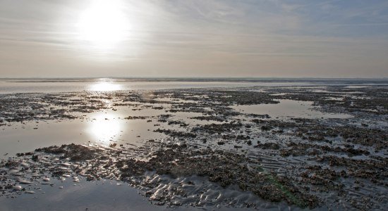 Waddenzee aan de Noordzeekust, © Nationalparkverwaltung Niedersächsisches Wattenmeer / Norbert Hecker