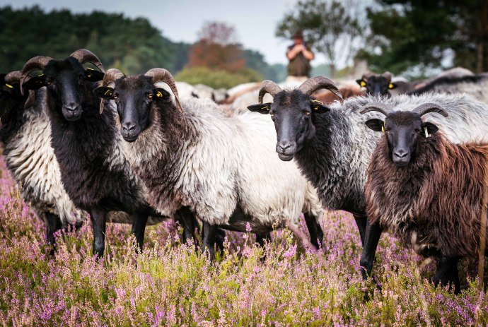 Heidschnucken op de Lüneburger Heide, © Lüneburger Heide GmbH