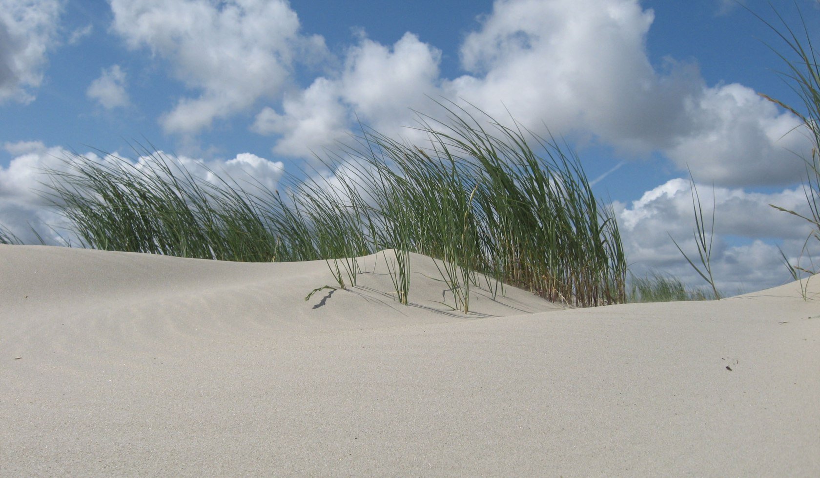 duin met riet, © Nationalparkverwaltung Niedersächsisches Wattenmeer / Jürn Bunje