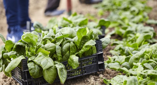 Vers geplukte spinazie in een houten doos, © Fotolia / xalanx