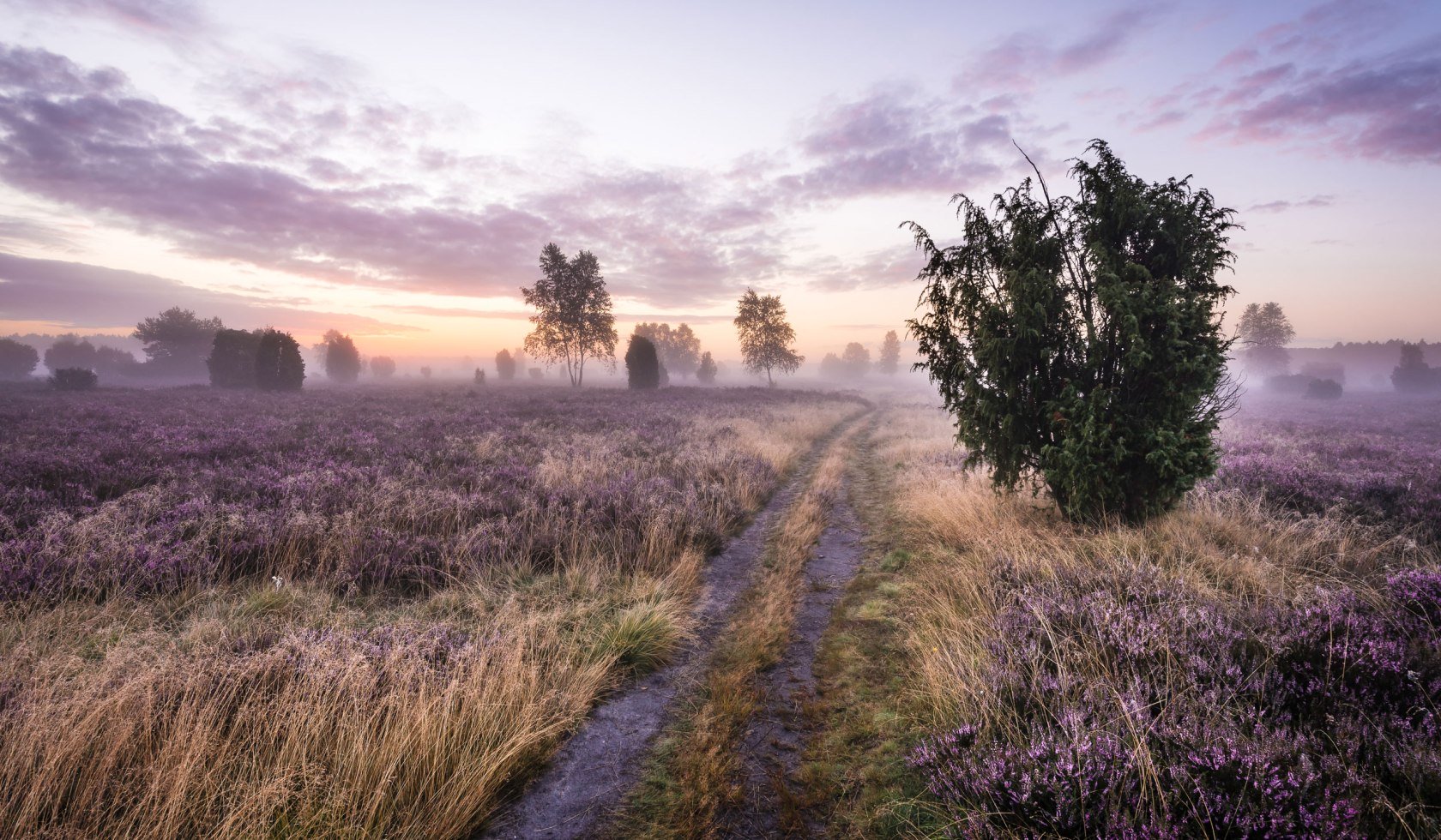 Zonsopgang in de bloeiende Schmarbecker Heide, © Lüneburger Heide GmbH/ Markus Tiemann