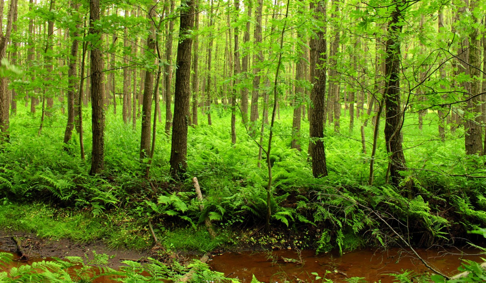 Auwald, © Natur- und Geopark TERRA.vita