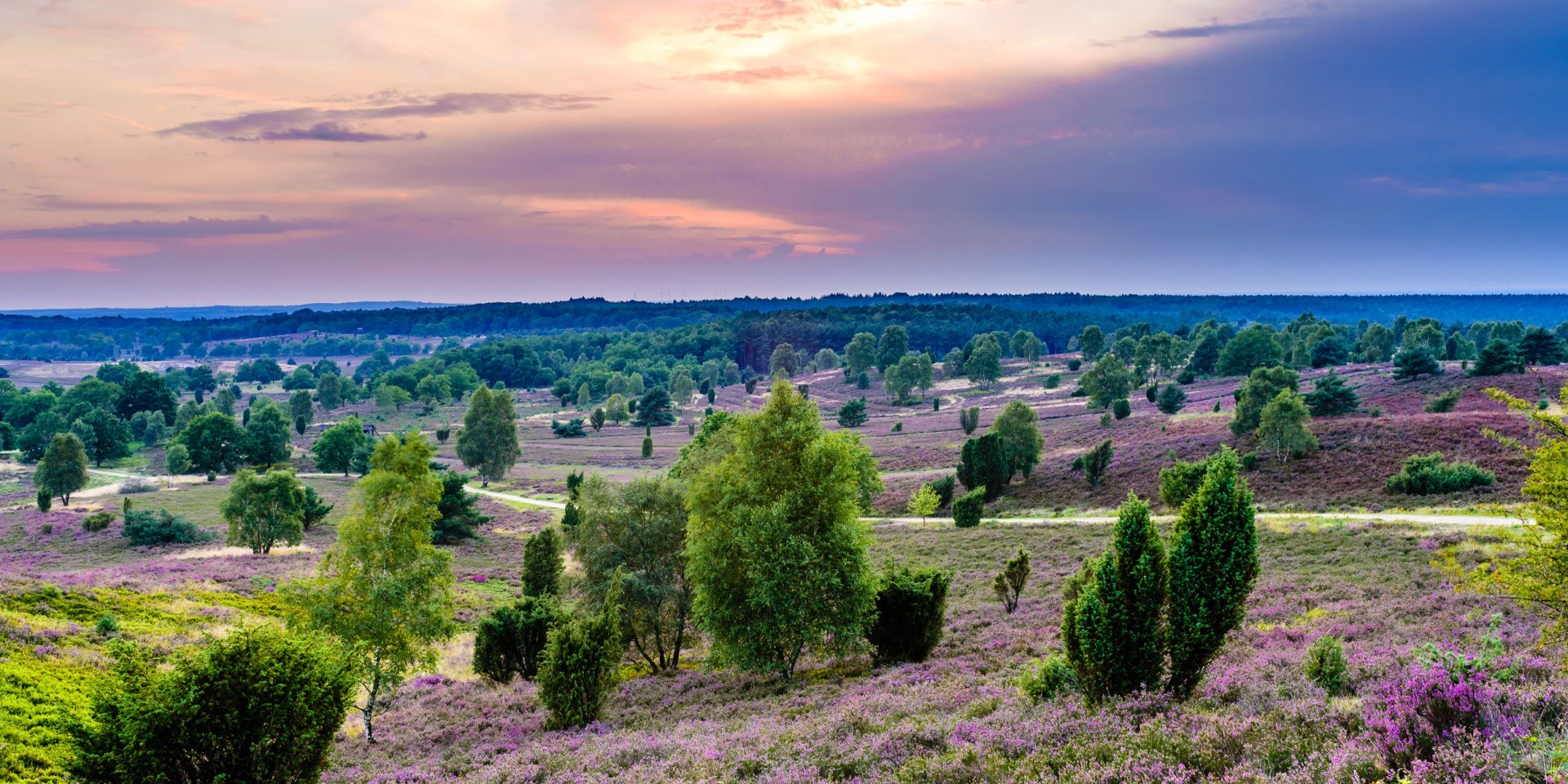 Llook over a bloeiende heideflaeche, © Martiem Fotografie Lüneburg, Heidekreis Lüneburger Heide/ Markus Tiemann